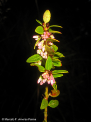 Vaccinium floribundum