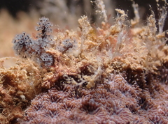 Entoprocta