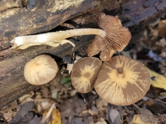 Psathyrella spintrigeroides