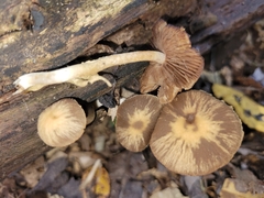Psathyrella spintrigeroides
