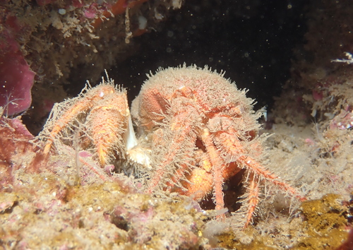 Palinurellus wieneckii observed 2021-10-18