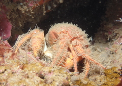 Phyllamphion elegans