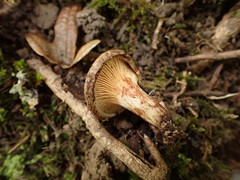 Paxillus rubicundulus