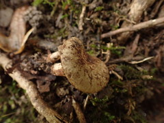 Paxillus rubicundulus