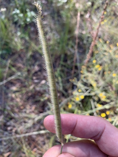 Ctenium floridanum image