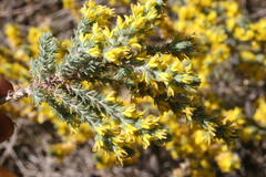 Aspalathus ericifolia