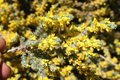 Aspalathus ericifolia