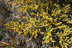 Aspalathus ericifolia