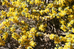 Aspalathus ericifolia