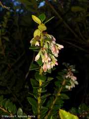 Vaccinium floribundum