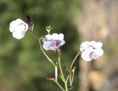 Nemesia brevicalcarata