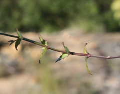 Nemesia brevicalcarata