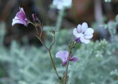 Nemesia brevicalcarata