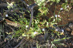 Nemesia brevicalcarata