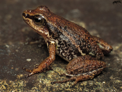 Leucostethus fraterdanieli