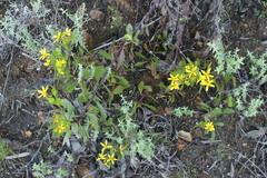 Osteospermum ciliatum