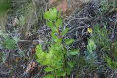 Osteospermum ciliatum