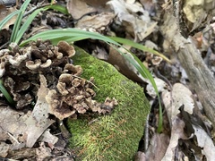 Thelephora americana