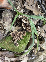 Thelephora americana