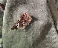 Thelephora americana