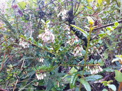 Vaccinium floribundum