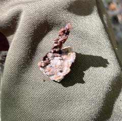 Thelephora americana