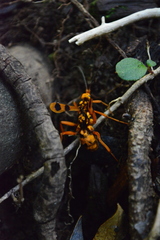 Sphictostethus gravesii