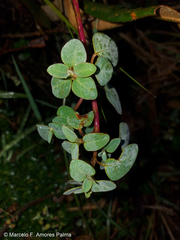 Colignonia