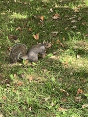 Sciurus carolinensis