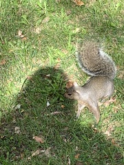 Sciurus carolinensis