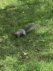 Sciurus carolinensis