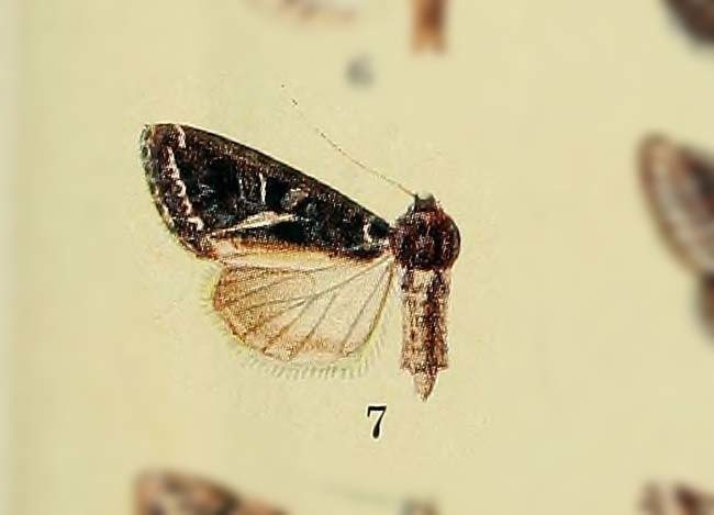 Odontestra simillima