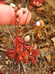 Drosera trinervia