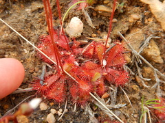 Drosera trinervia