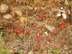Drosera trinervia