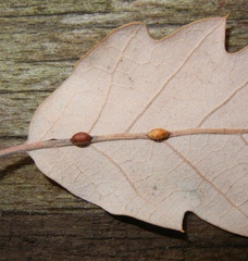 Pseudoneuroterus saliens