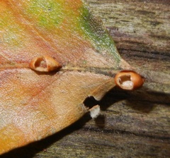 Pseudoneuroterus saliens