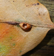 Pseudoneuroterus saliens