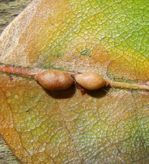 Pseudoneuroterus saliens