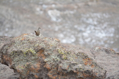 Pteroptochos megapodius
