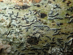 Stigmidium microspilum