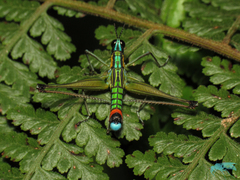 Paramastax duquei