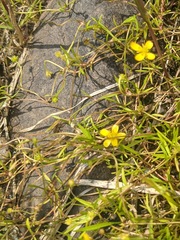 Ranunculus flammula filiformis
