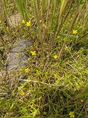 Ranunculus flammula filiformis