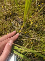 Ranunculus flammula filiformis