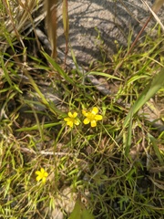 Ranunculus flammula filiformis
