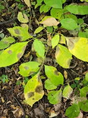 Gnomonia caryae