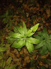 Lysimachia verticillaris