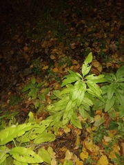 Lysimachia verticillaris