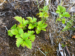 Rubus arcticus